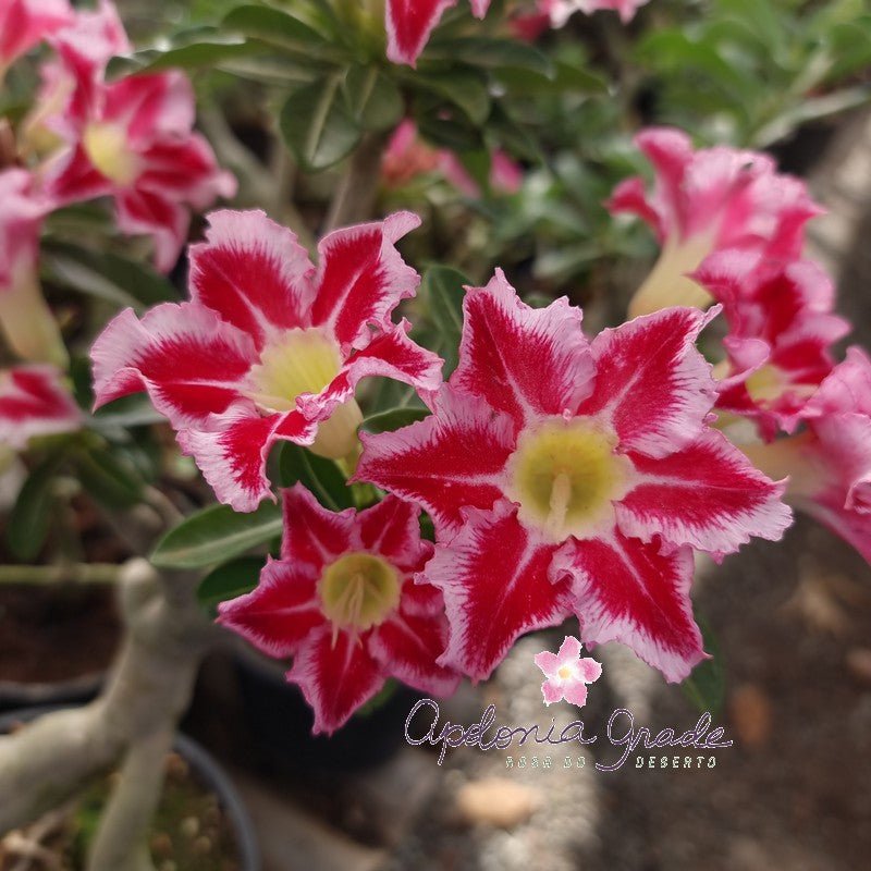 ROSA DO DESERTO DALILA ESPECIAL | SINGELA - Apolonia Grade