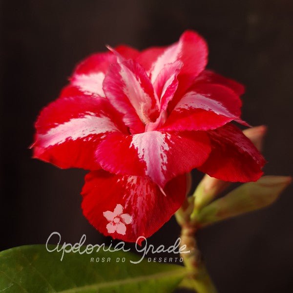 ROSA DO DESERTO DELTA | MULTIPÉTALAS - Apolonia Grade