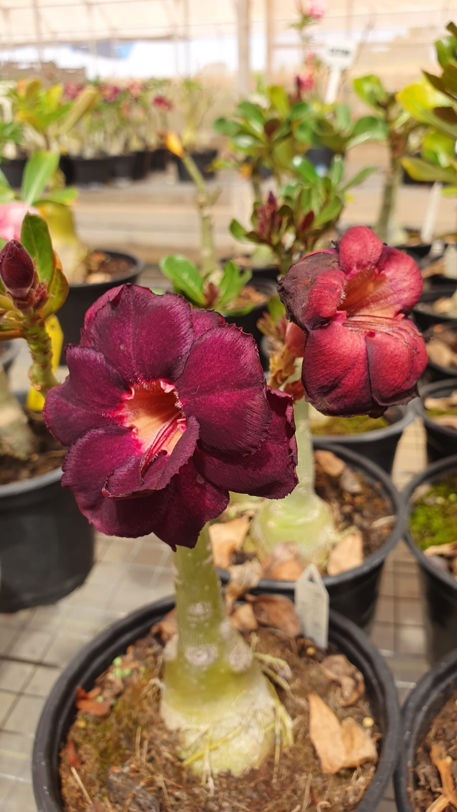 ROSA DO DESERTO FUSCAO PRETO| MULTIPÉTALAS - Apolonia Grade