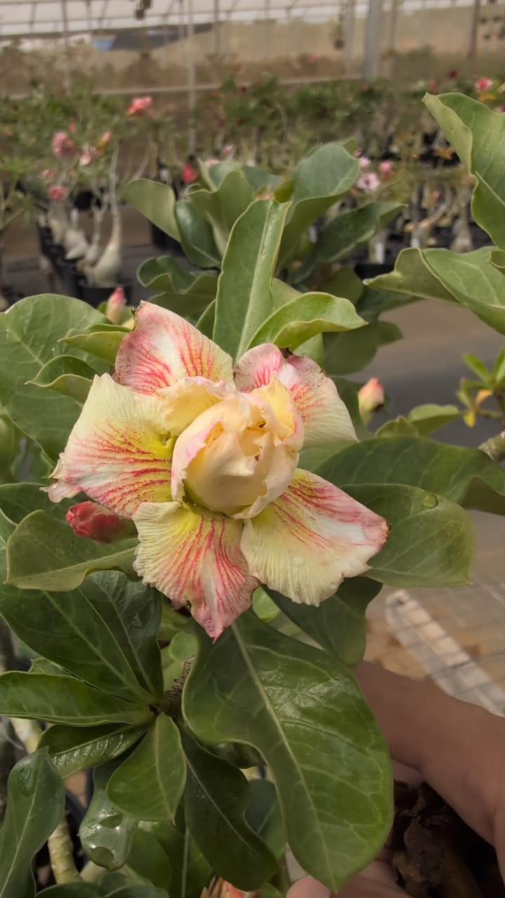 ROSA DO DESERTO GOLDEN TEMPLE - Apolonia Grade