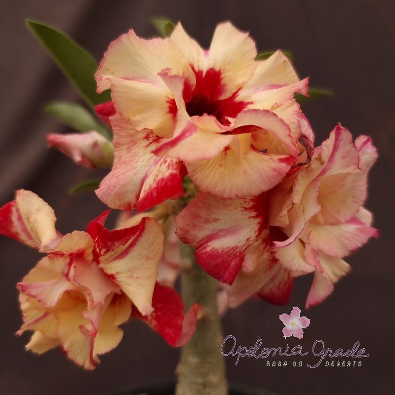 ROSA DO DESERTO HELIOS | MULTIPÉTALAS - Apolonia Grade