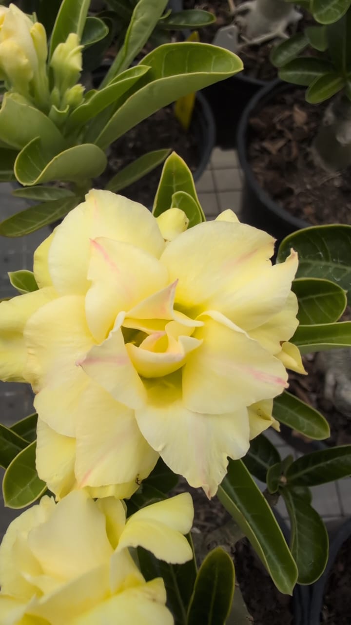 ROSA DO DESERTO IMACULADA - Apolonia Grade