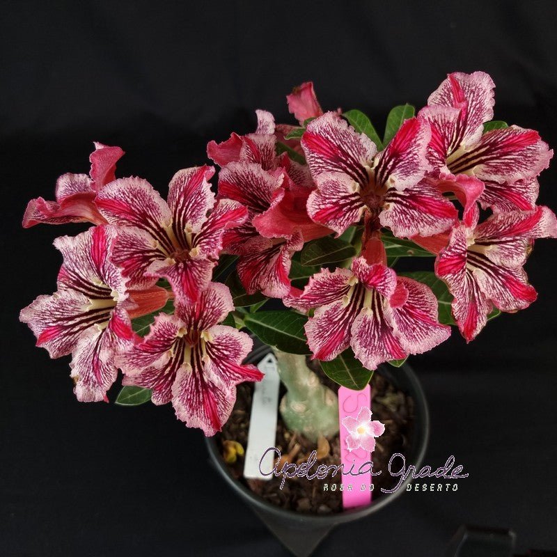 ROSA DO DESERTO INFINITY | SINGELA - Apolonia Grade