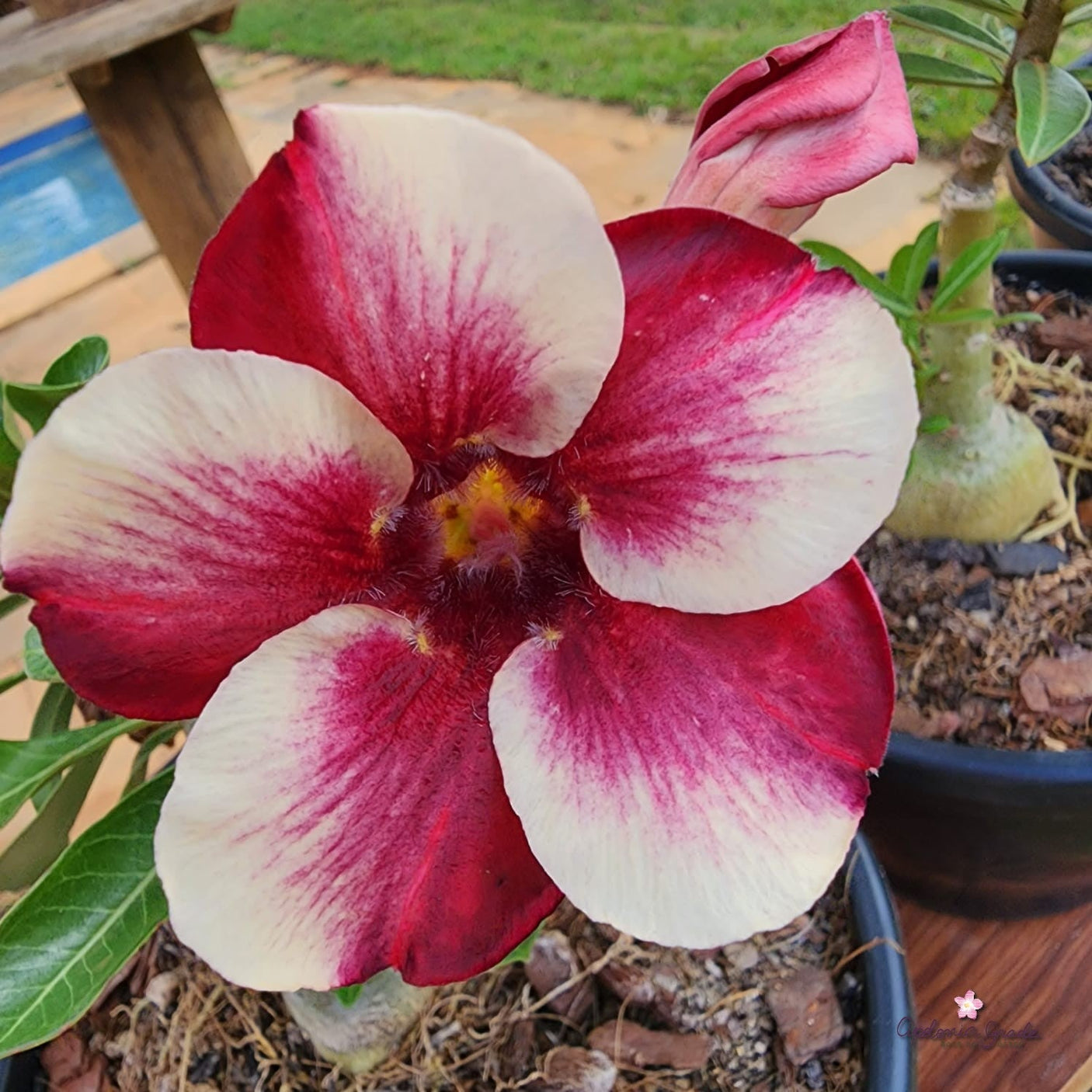 ROSA DO DESERTO LAVINIA | PERFUMADA | SINGELA - Apolonia Grade