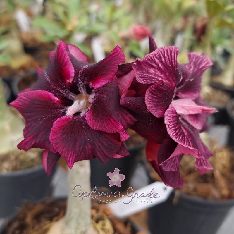 ROSA DO DESERTO LK 400| DOBRADA - Apolonia Grade