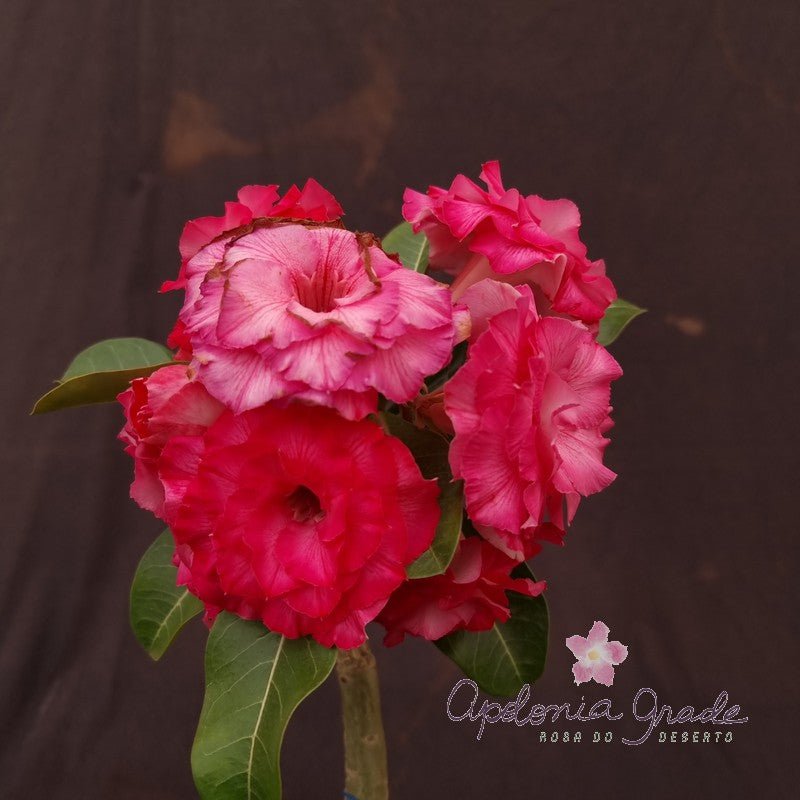 ROSA DO DESERTO MADEMOISELLE | MULTIPÉTALAS - Apolonia Grade