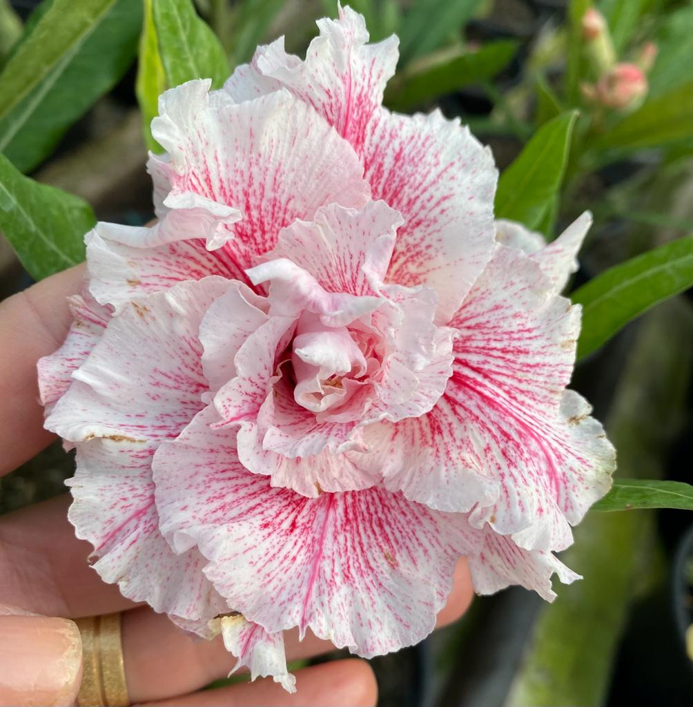 ROSA DO DESERTO MAGICAL PRINCESS | MULTIPÉTALAS - Apolonia Grade