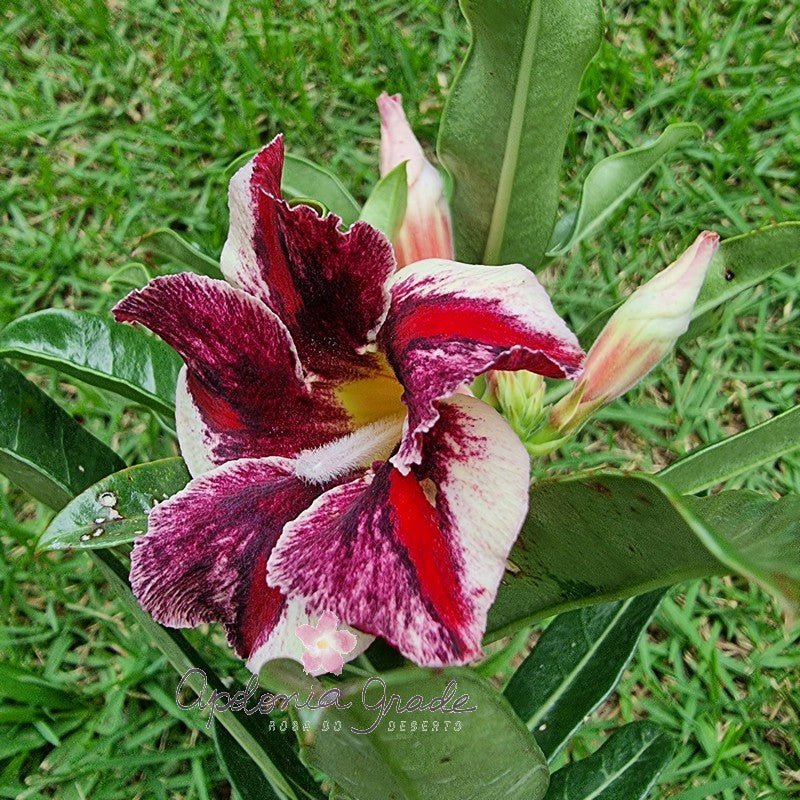 ROSA DO DESERTO MARGARETH STAR | SINGELA - Apolonia Grade