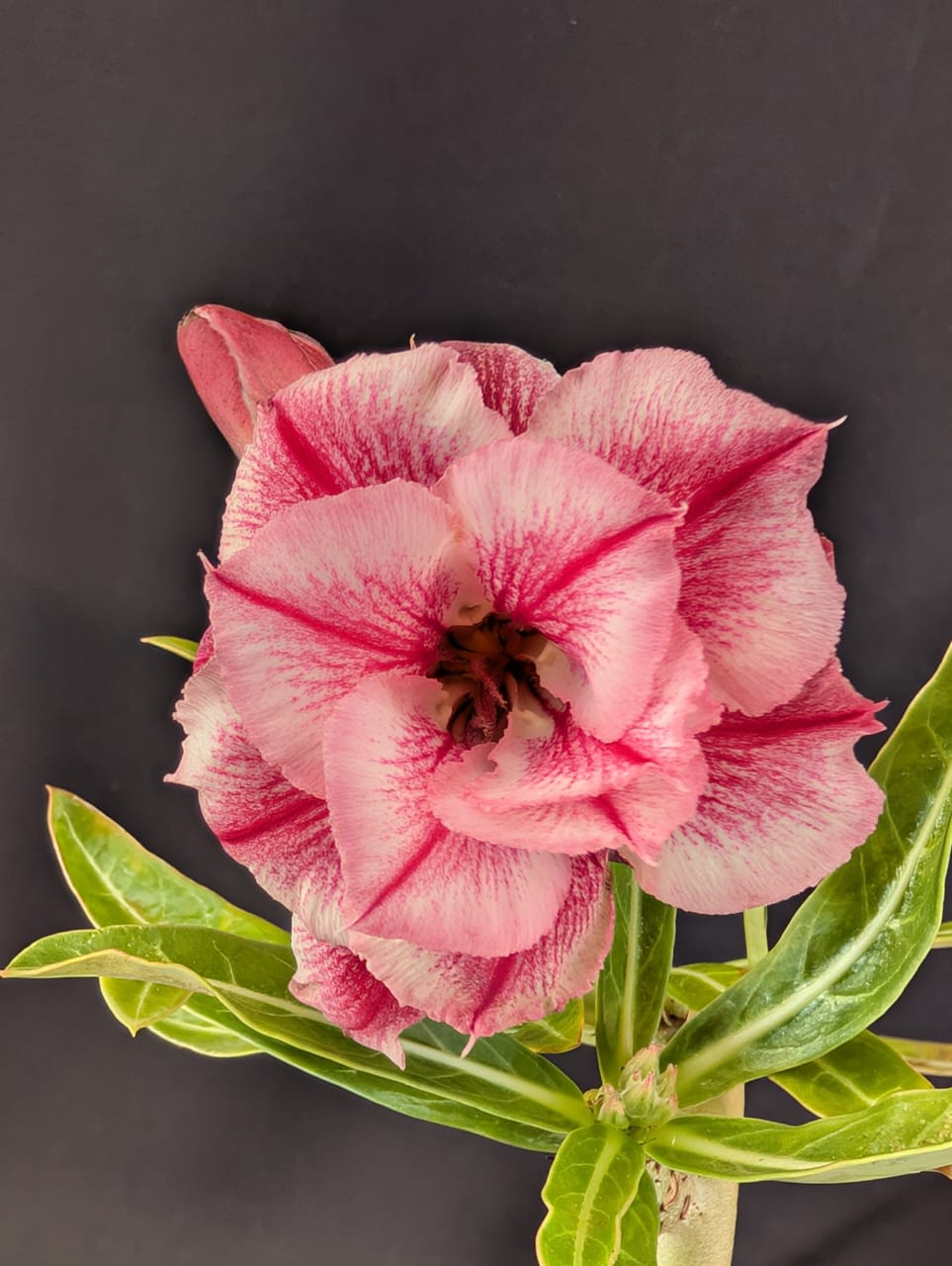 ROSA DO DESERTO MATIZADO TRIPLO | MULTIPÉTALAS - Apolonia Grade