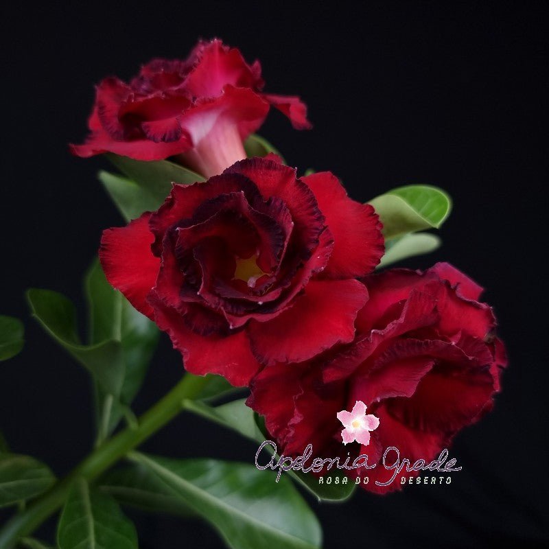 ROSA DO DESERTO MÉRIDA | COLEÇÃO PRINCESAS | MUTIPÉTALAS - Apolonia Grade