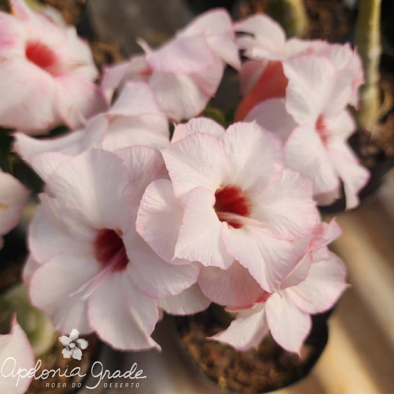 ROSA DO DESERTO NR TREZE 13 | LANÇAMENTO | DOBRADA - Apolonia Grade