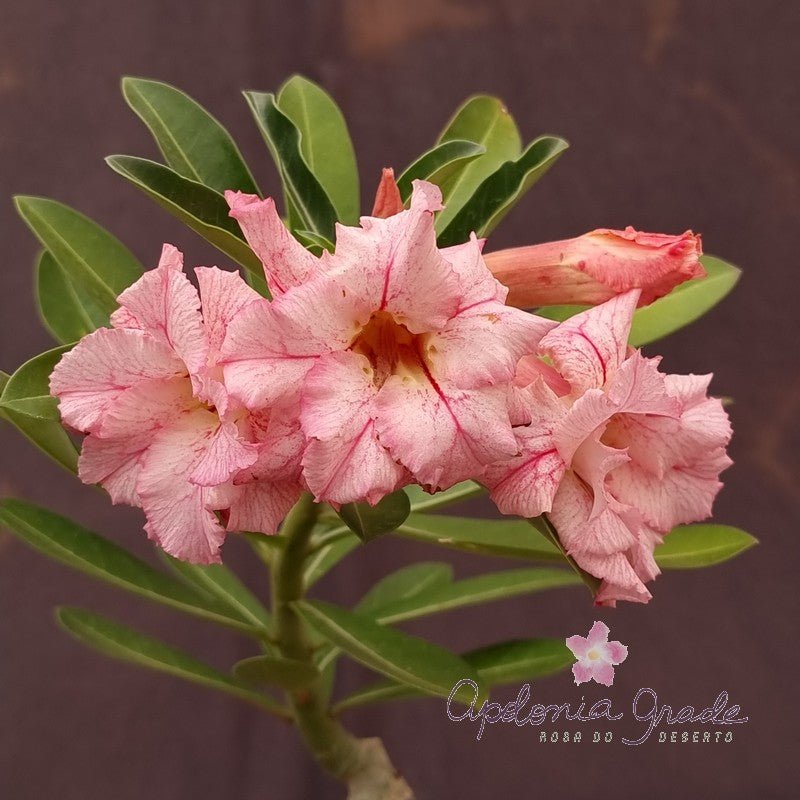 ROSA DO DESERTO PIM POM | MULTIPÉTALAS - Apolonia Grade