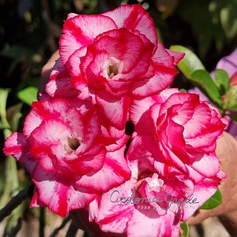 ROSA DO DESERTO PINK SAPHIRE | MULTIPÉTALAS - Apolonia Grade