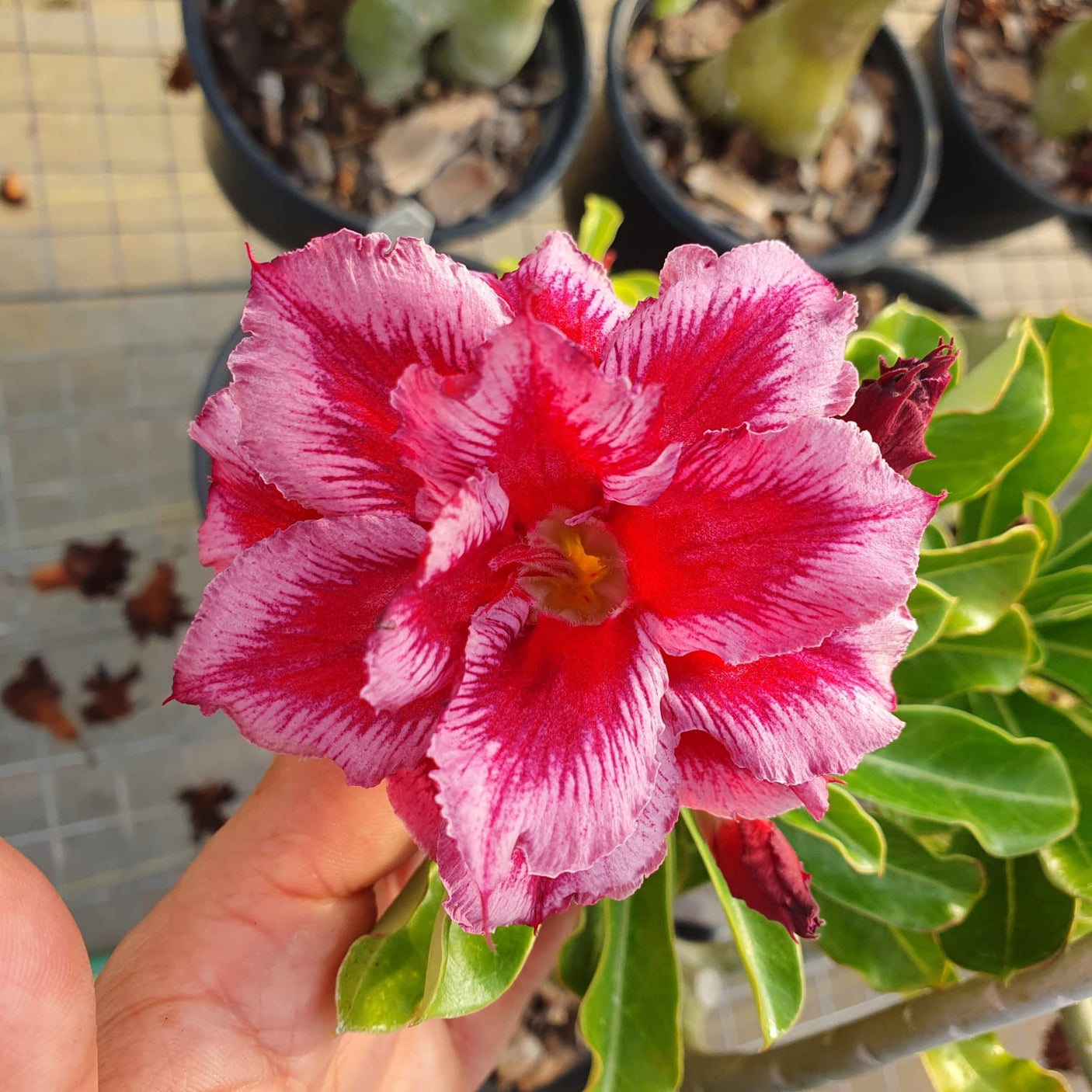 ROSA DO DESERTO PITTAYA | MULTIPETÁLAS - Apolonia Grade