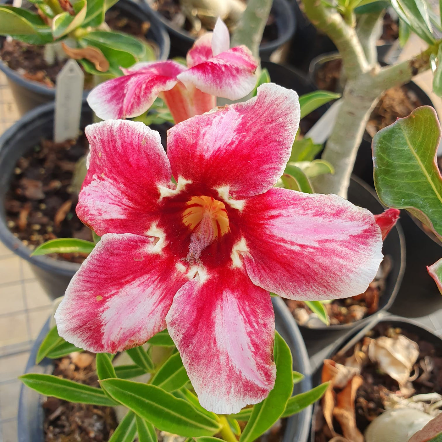 ROSA DO DESERTO POMEGRANATE | SINGELA - Apolonia Grade