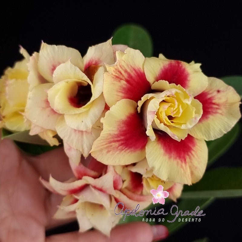 ROSA DO DESERTO RADIANT STAR | DOBRADA - Apolonia Grade