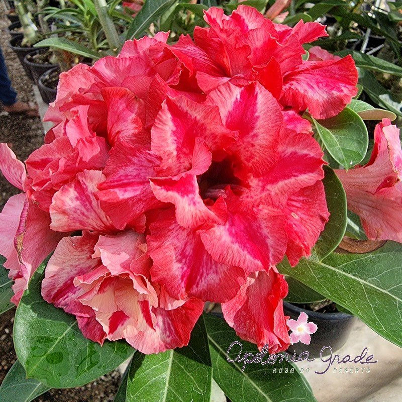 ROSA DO DESERTO RED ORANGE | MULTIPÉTALAS - Apolonia Grade