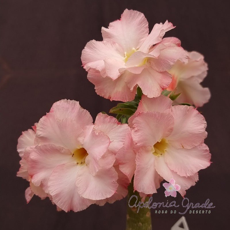 ROSA DO DESERTO ROMANTIC STAR| MULTIPETALAS - Apolonia Grade