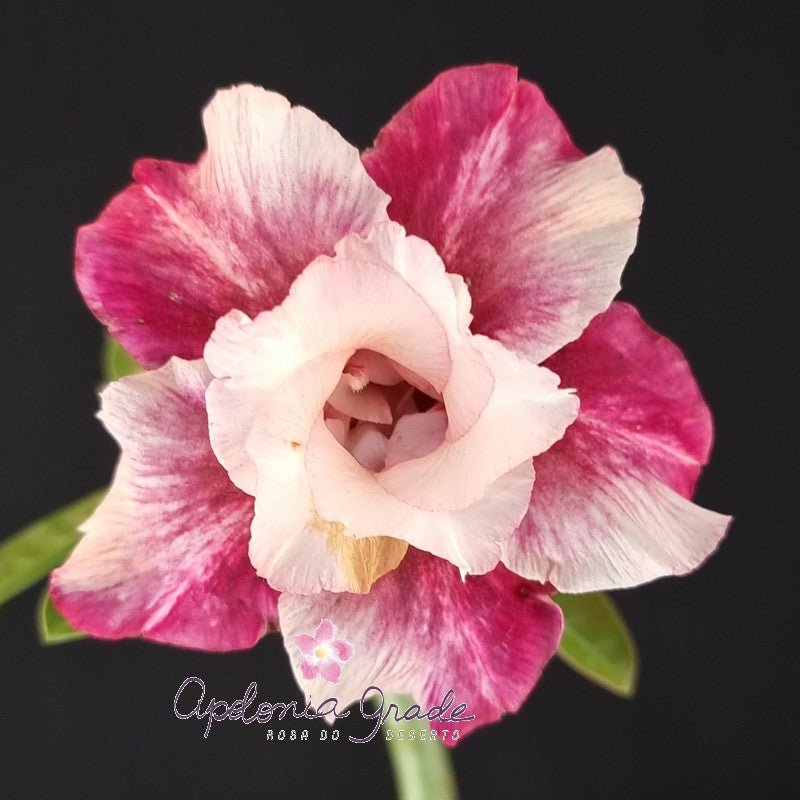 ROSA DO DESERTO SAFIRA ROSA | DOBRADA - Apolonia Grade