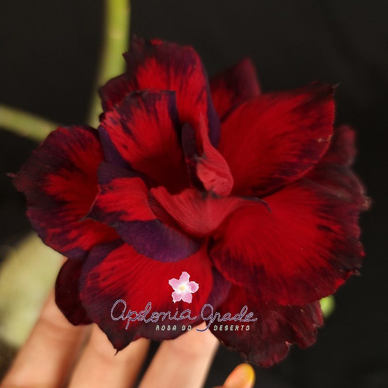 ROSA DO DESERTO TIE SANGUE | MULTIPÉTALAS - Apolonia Grade