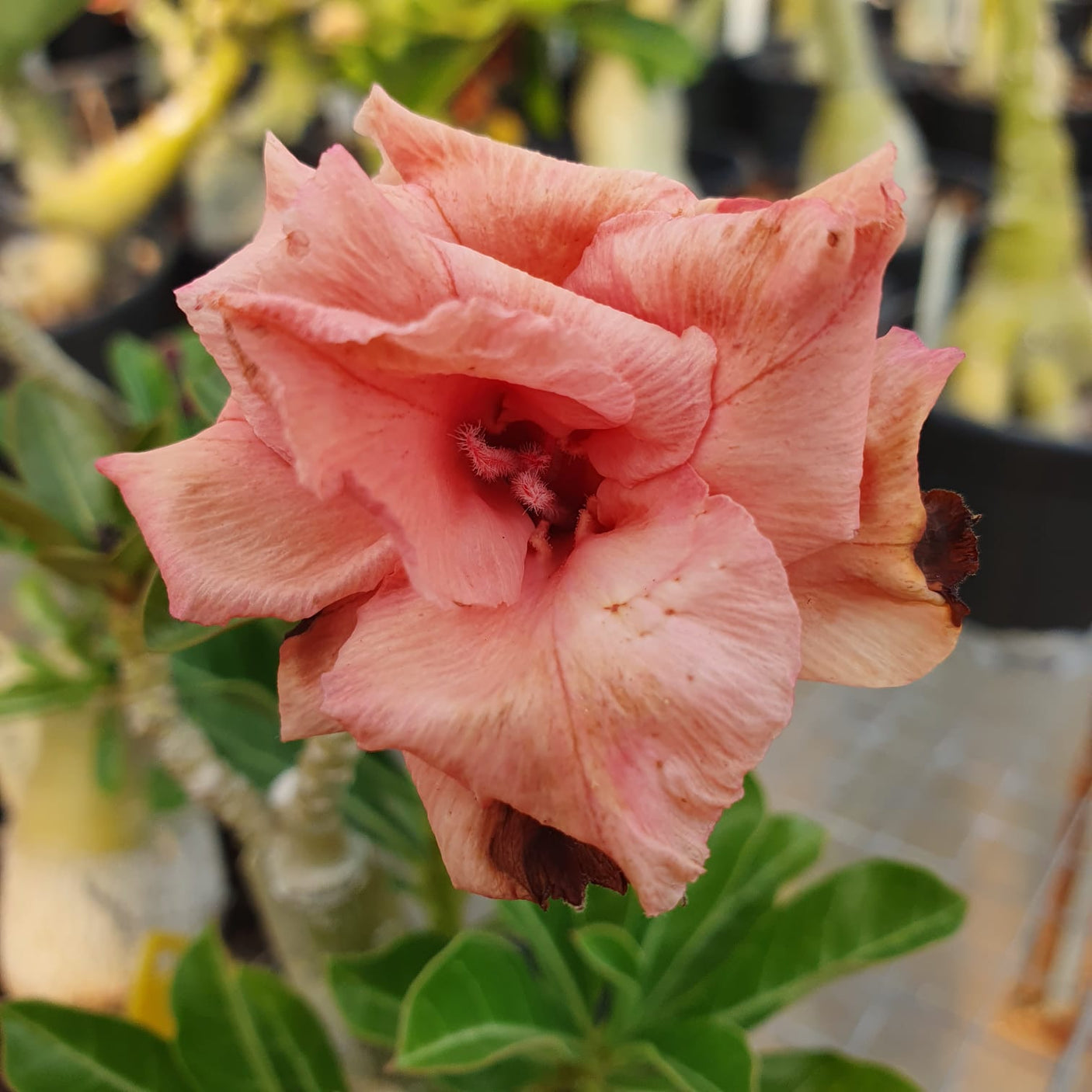 ROSA DO DESERTO TRIPLE NUDE | MULTIPÉTALAS - Apolonia Grade