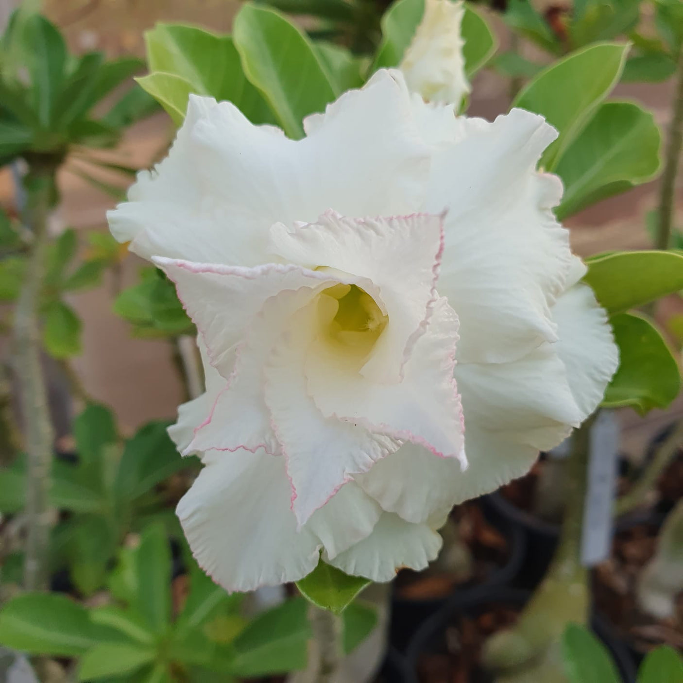 ROSA DO DESERTO VÉU DE NOIVA | MULTIPÉTALAS - Apolonia Grade