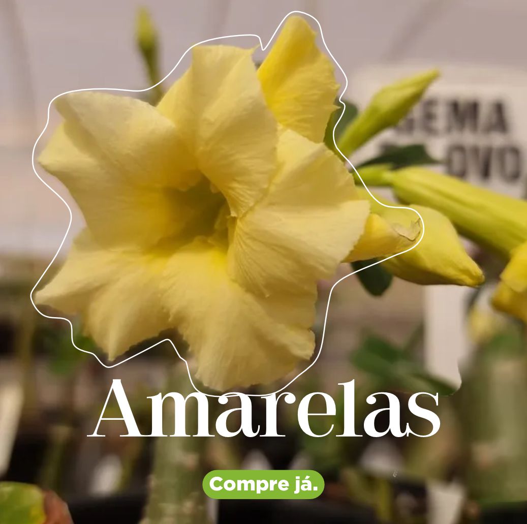 Amarelas - Apolonia Grade