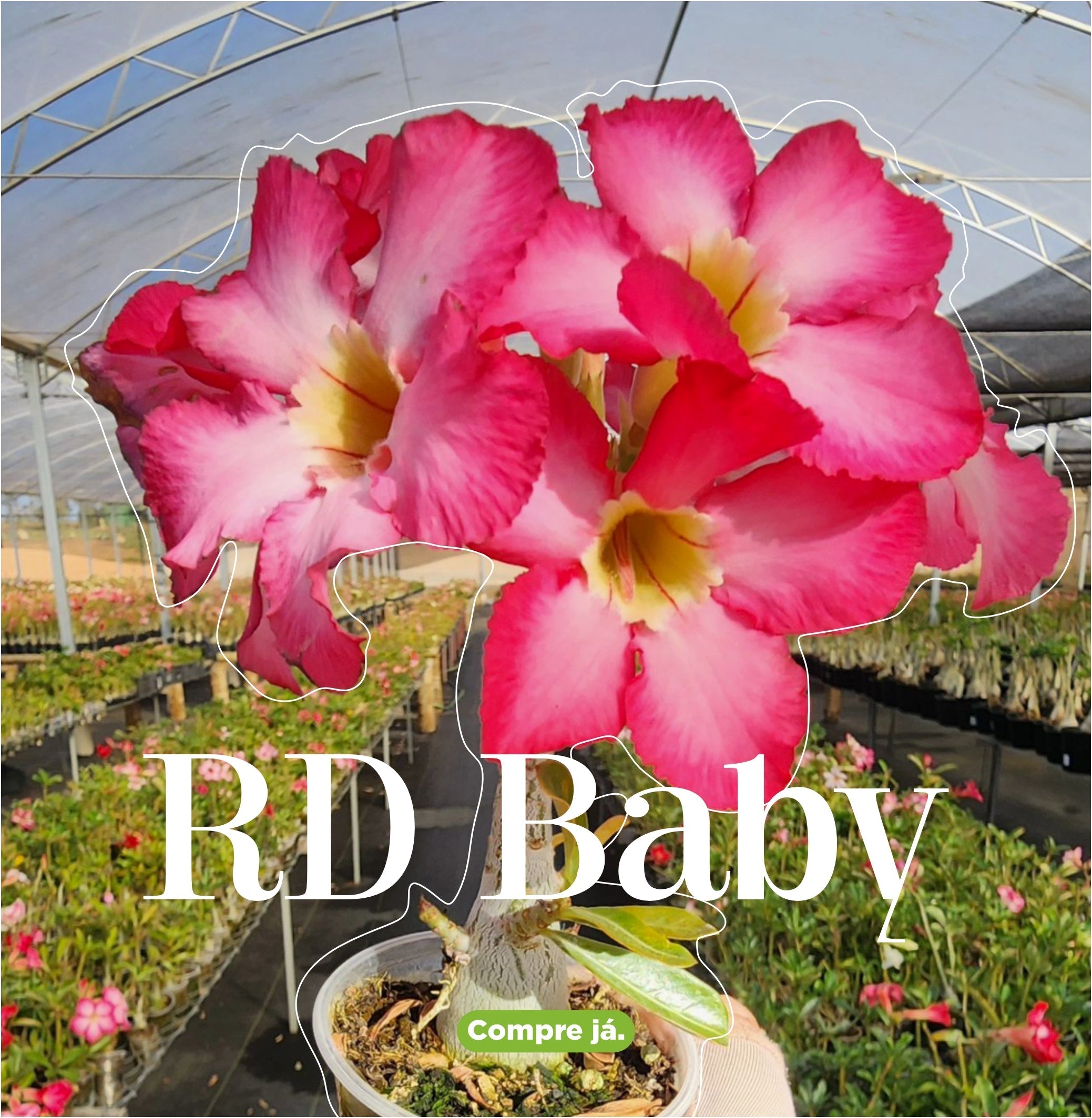 Baby - Apolonia Grade