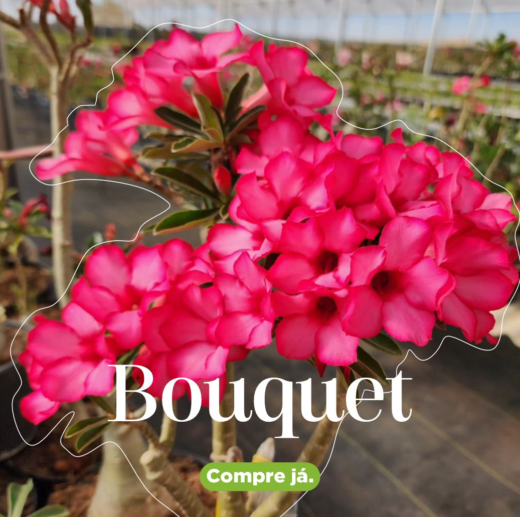Bouquet - Apolonia Grade
