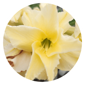 Dobradas - Apolonia Grade