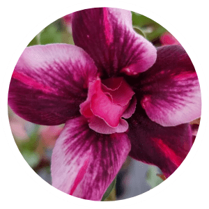 Multipetalas - Apolonia Grade