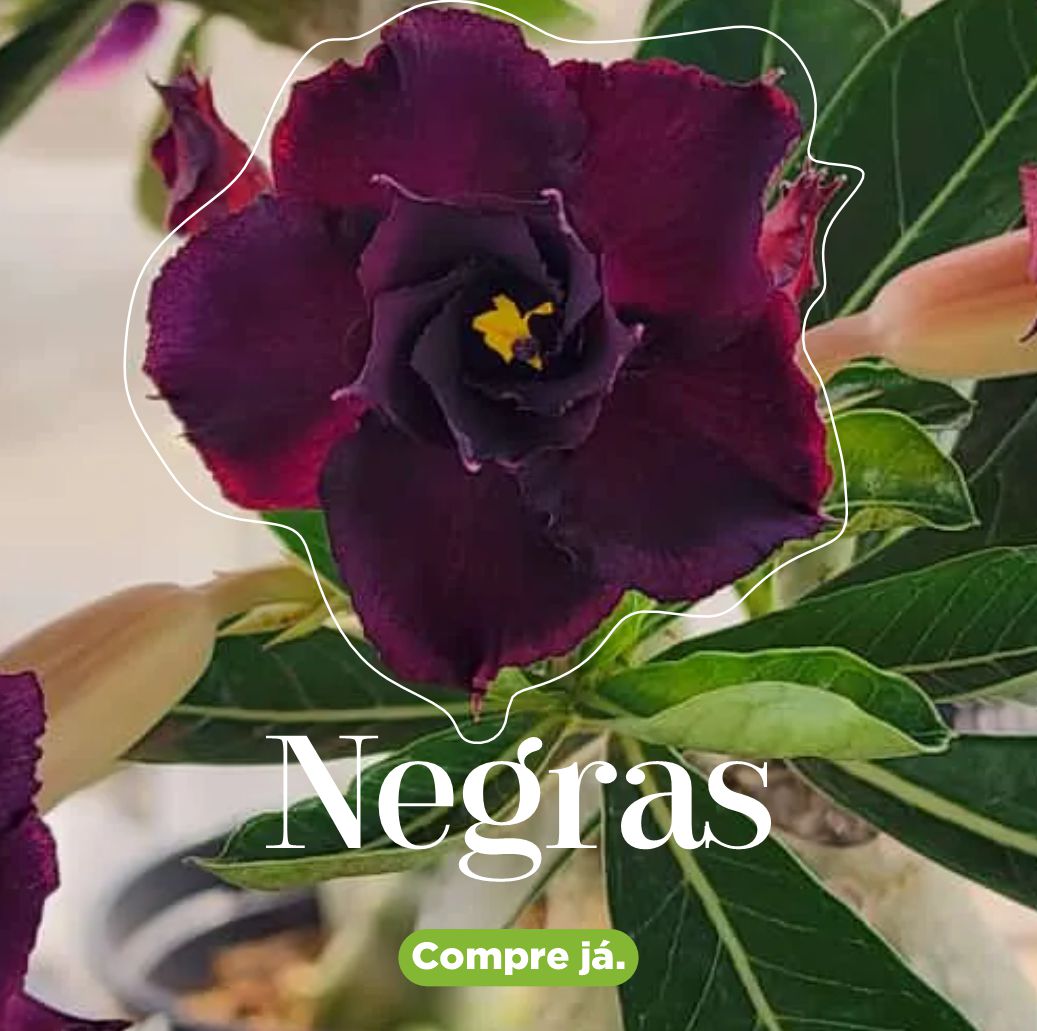 Negras - Apolonia Grade