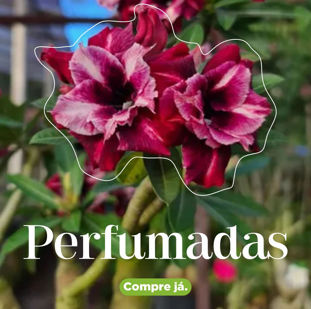 Perfumadas - Apolonia Grade
