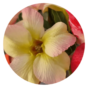 Singelas - Apolonia Grade