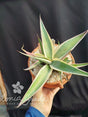 AGAVE GUIENGOLA RNC 00035784 - Apolonia Grade