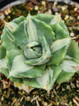 AGAVE ISTHMENSIS OHI RAIJIN CHIRO NAKAFU (VARIEGATA) RNC 00035784 - Apolonia Grade