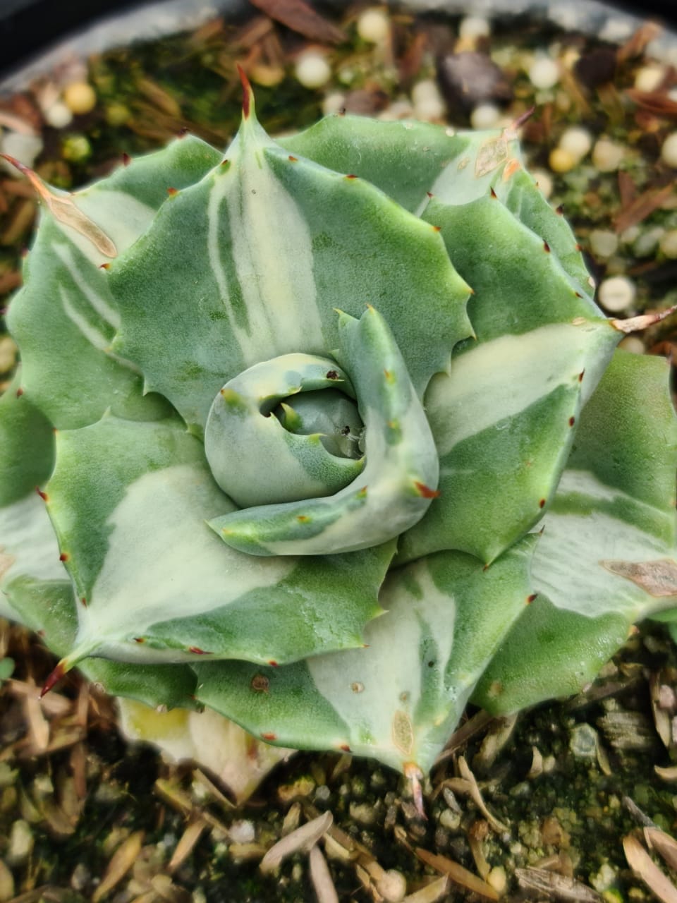 AGAVE ISTHMENSIS OHI RAIJIN CHIRO NAKAFU (VARIEGATA) RNC 00035784 - Apolonia Grade