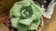 AGAVE ISTHMENSIS RNC 00035784 - Apolonia Grade