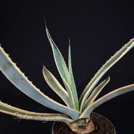 AGAVE MARGINATA - Apolonia Grade