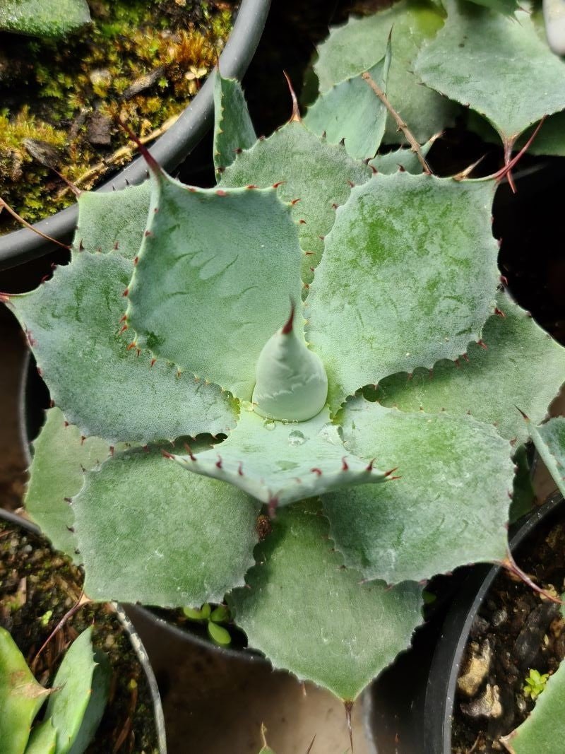 AGAVE PEQUENINA (no ID) - Apolonia Grade