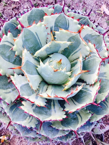 AGAVE POTATORUM CULTIVAR KICHIJOKAN - Apolonia Grade
