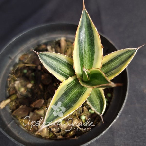 AGAVE QUADRICOLOR RNC 00035784 - Apolonia Grade