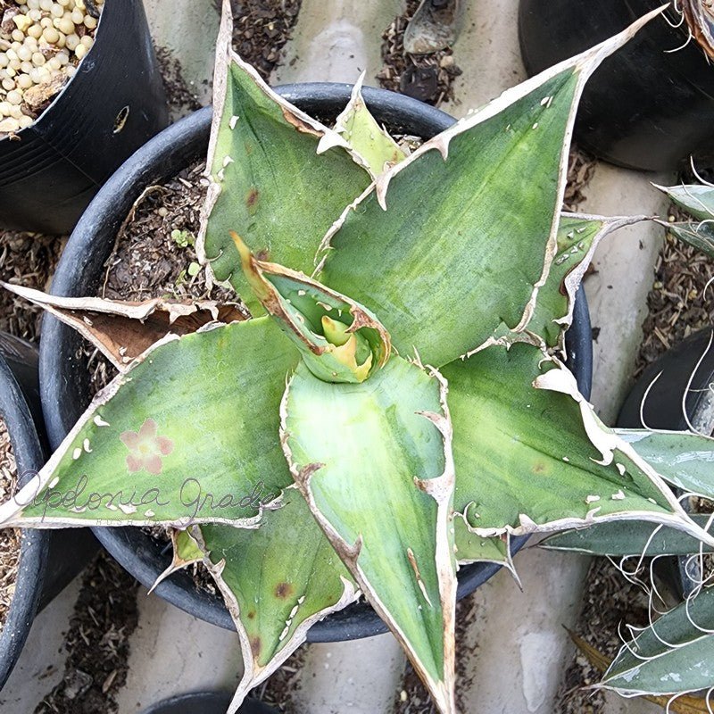 AGAVE TITANOTA - Apolonia Grade