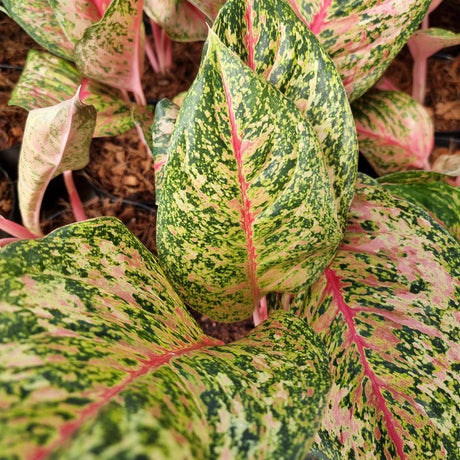 AGLAONEMA 10 KARAT - Apolonia Grade