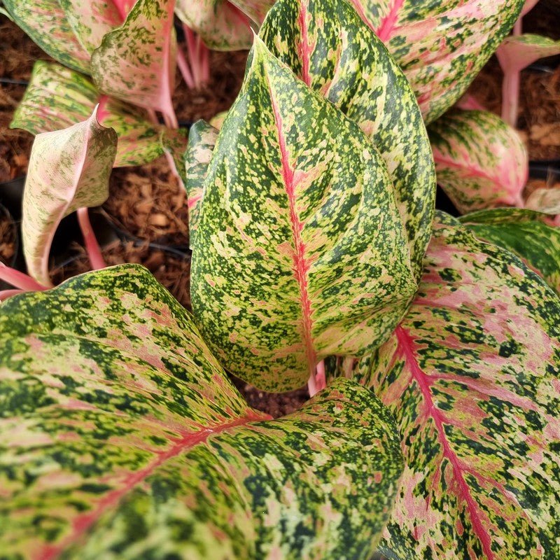 AGLAONEMA 10 KARAT - Apolonia Grade