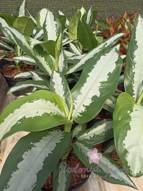 AGLAONEMA ARGENTUM - Apolonia Grade