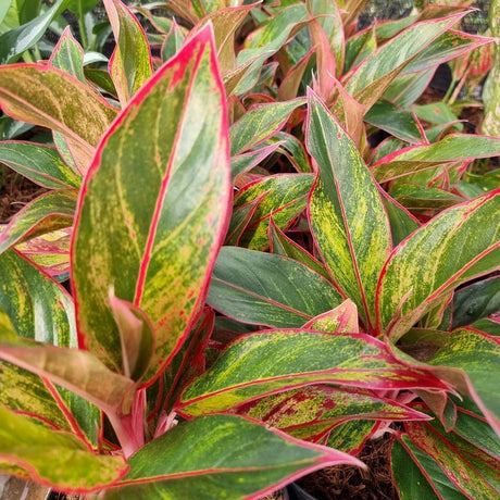 AGLAONEMA AURORA - Apolonia Grade