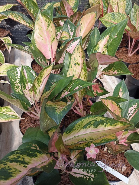 AGLAONEMA COCHIN - Apolonia Grade