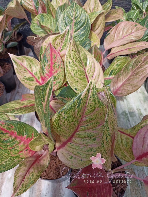 AGLAONEMA GREEN PAPAYA - Apolonia Grade