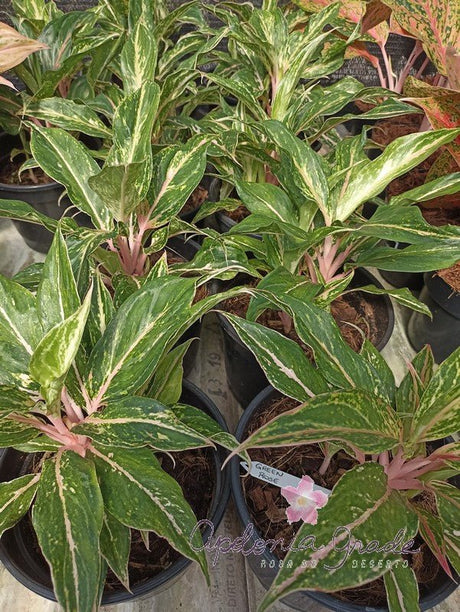 AGLAONEMA GREEN ROSE - Apolonia Grade